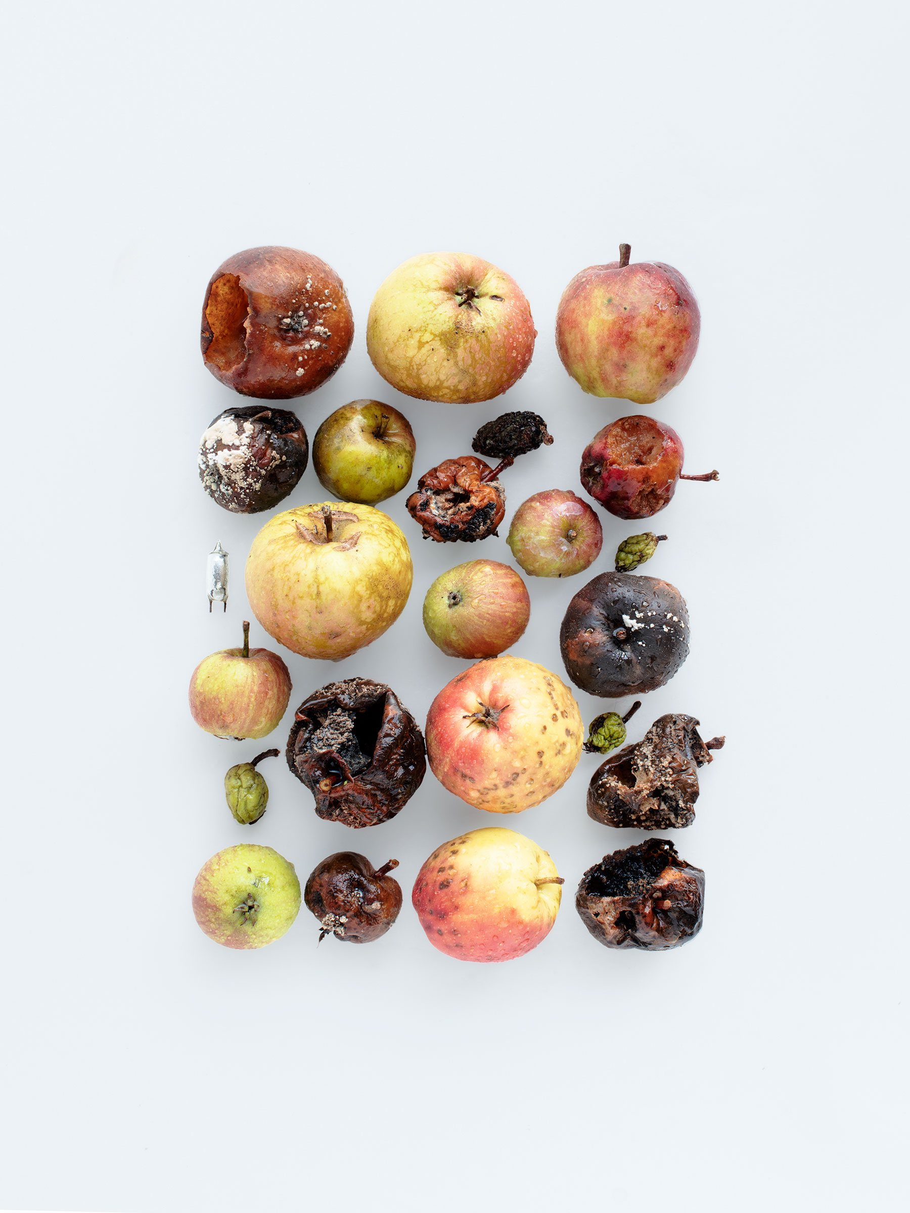 Timo Leithaeuser - Apples - Portfolio