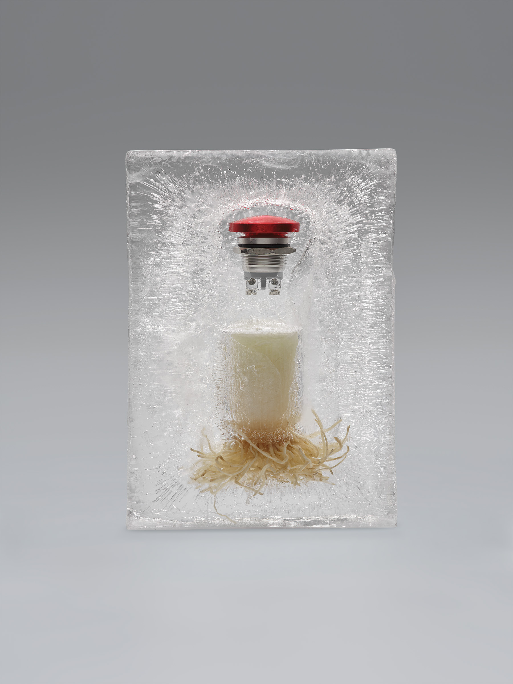 Timo Leithaeuser - PHYTOELECTRIC I - Portfolio