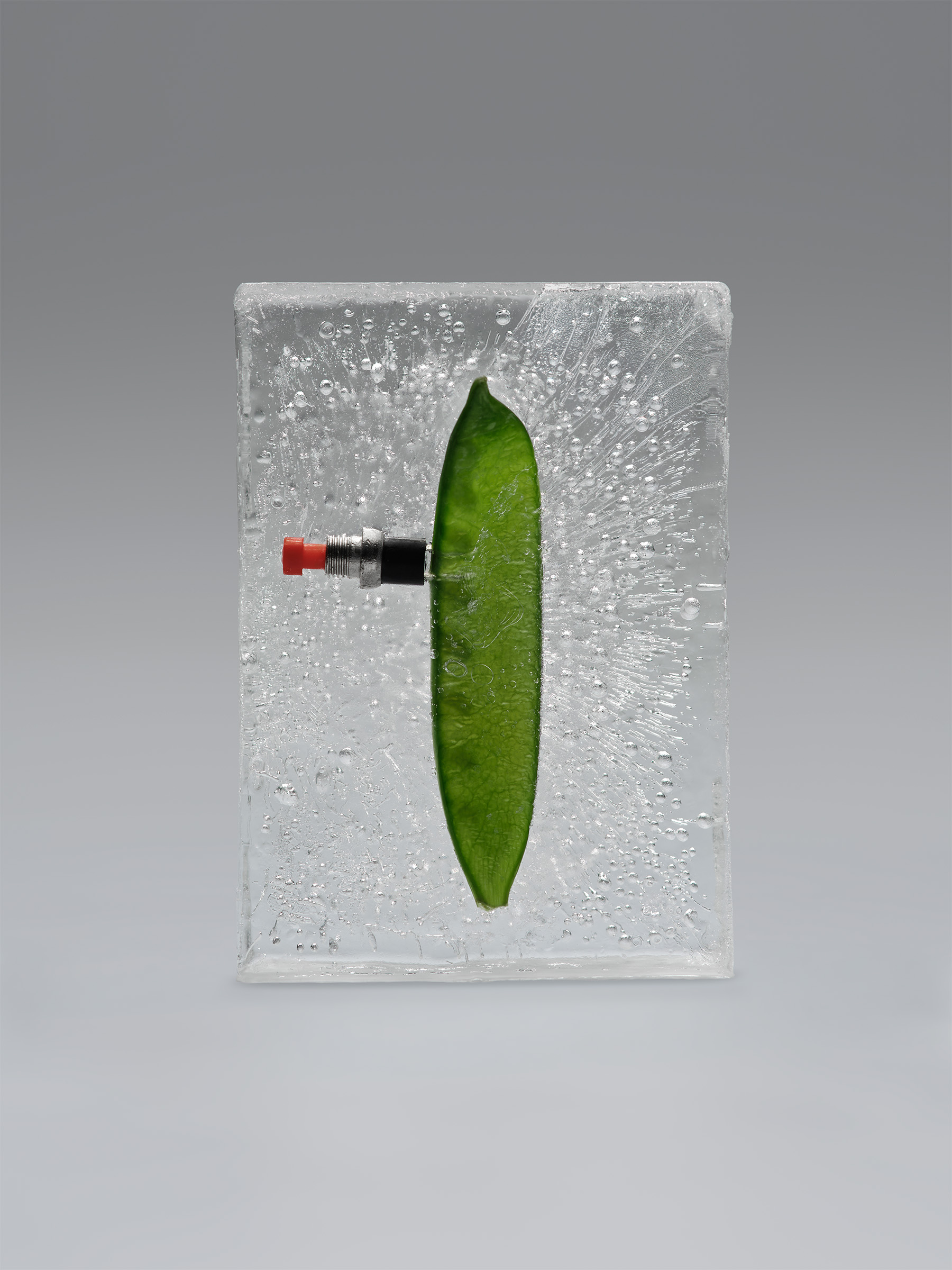 Timo Leithaeuser - PHYTOELECTRIC I - Portfolio